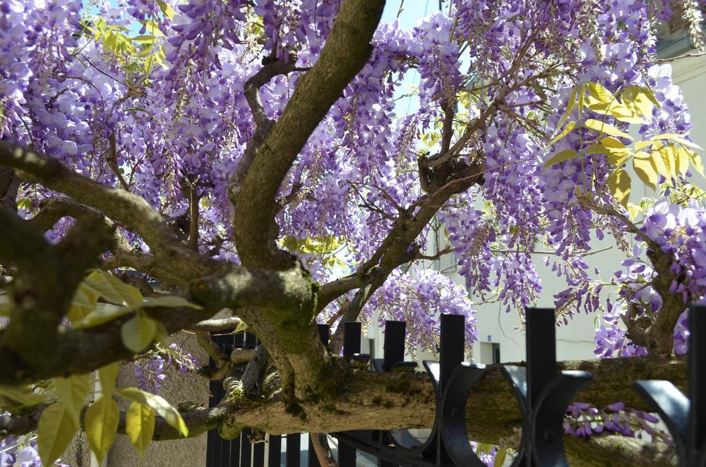 Wisteria Bed & Breakfast Fontainebleau Exterior photo